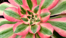 Load image into Gallery viewer, Aeonium 'Pink Witch'