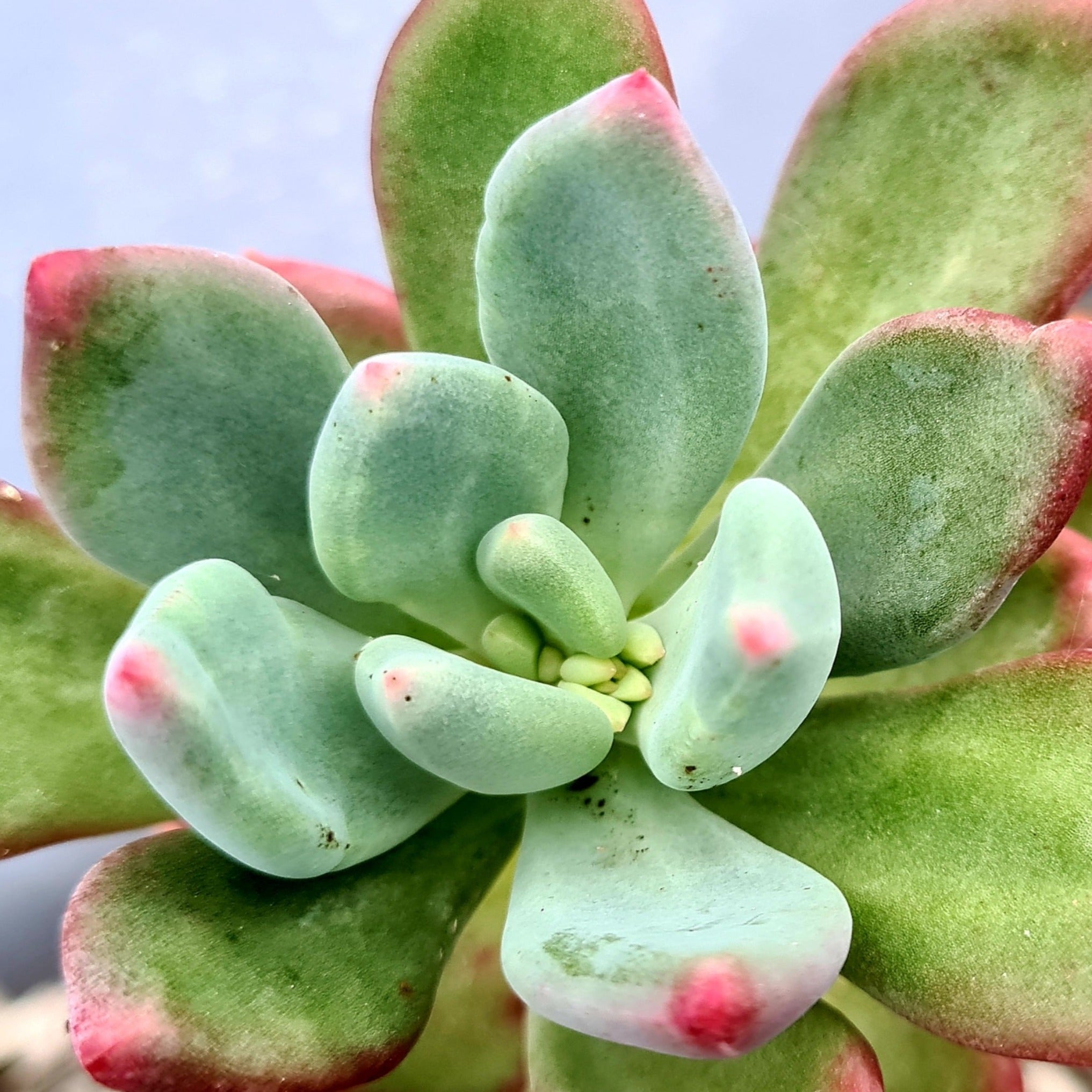 Pachyphytum 'Dr Cornelius'