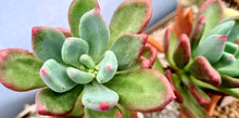 Load image into Gallery viewer, Pachyphytum 'Dr Cornelius'