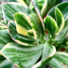 Load image into Gallery viewer, Crassula ovata variegata