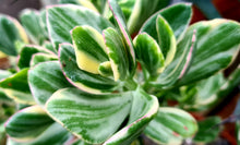 Load image into Gallery viewer, Crassula ovata variegata
