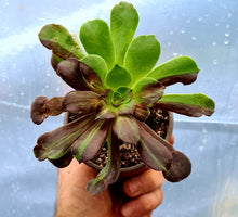 Load image into Gallery viewer, Aeonium 'Big Bang'