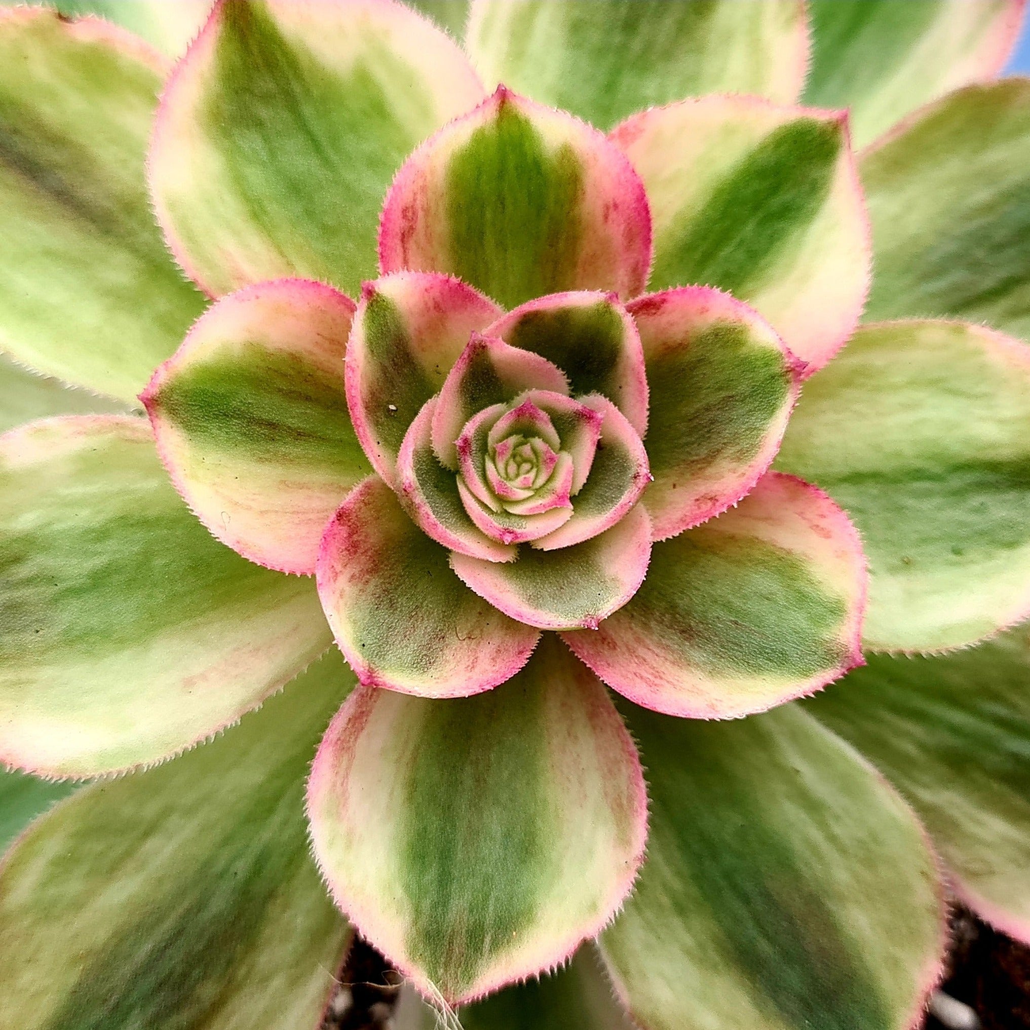 Aeonium 'Halloween' Variegated (White Form)