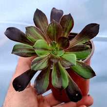 Load image into Gallery viewer, Aeonium 'Big Bang'
