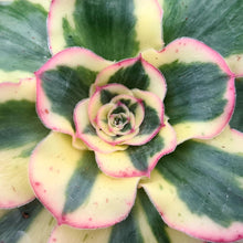 Load image into Gallery viewer, Aeonium 'Poseidon'