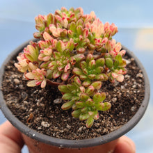 Load image into Gallery viewer, Aeonium Sedifolium (Variegated form)