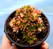 Load image into Gallery viewer, Aeonium Sedifolium (Variegated form)