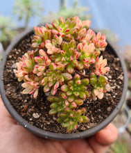 Load image into Gallery viewer, Aeonium Sedifolium (Variegated form)