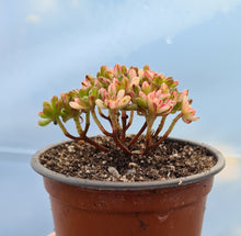 Load image into Gallery viewer, Aeonium Sedifolium (Variegated form)