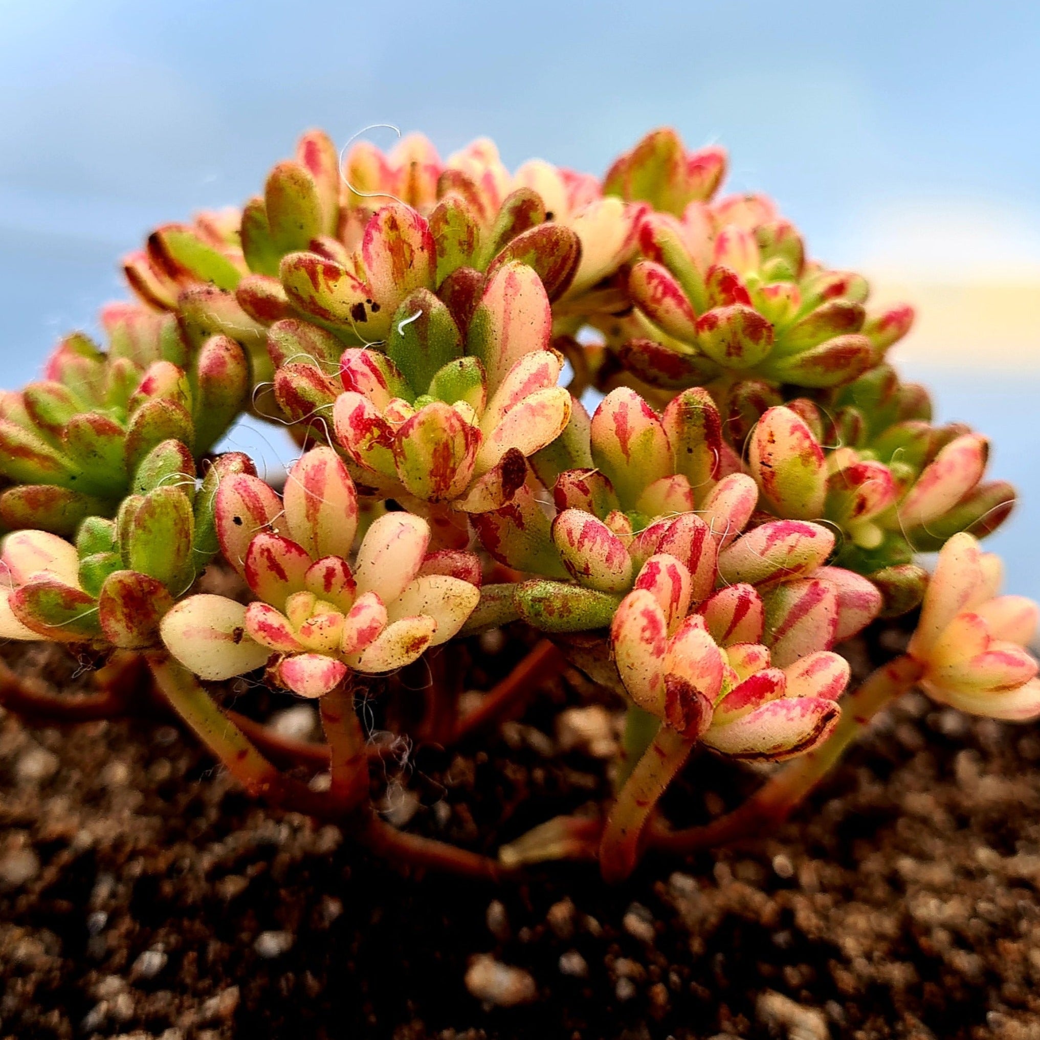 Aeonium Sedifolium (Variegated form)