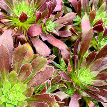 Load image into Gallery viewer, Aeonium 'Logan Rock'