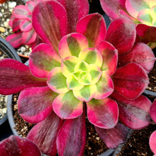 Load image into Gallery viewer, Aeonium 'Medusa'