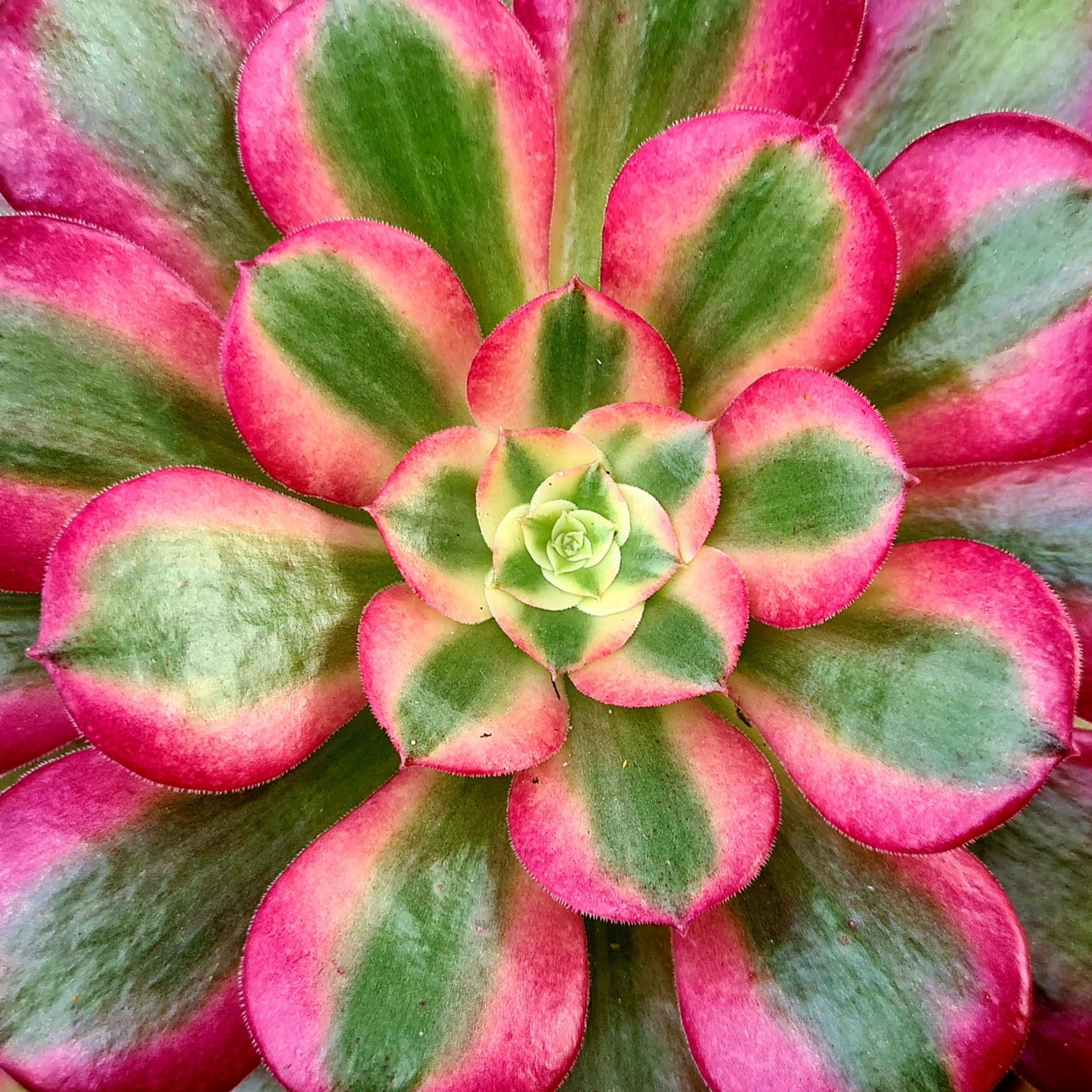 aeonium medusa succulent Aeonium 'Medusa' – Coastal Succulents, Cacti & Alpines