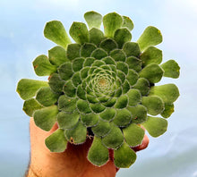 Load image into Gallery viewer, Aeonium Taubliforme