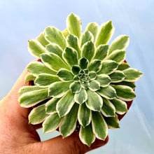 Load image into Gallery viewer, Aeonium 'Green Wave'