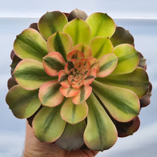Load image into Gallery viewer, Aeonium 'Athena'