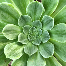 Load image into Gallery viewer, Aeonium 'Taeyang'