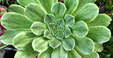 Load image into Gallery viewer, Aeonium 'Taeyang'