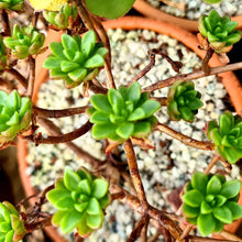 Load image into Gallery viewer, Aeonium sedifolium