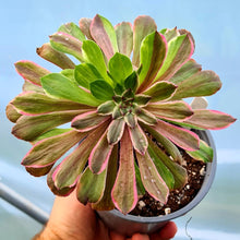 Load image into Gallery viewer, Aeonium 'Pink Daisy'