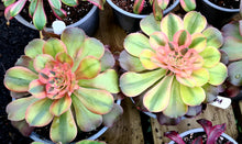 Load image into Gallery viewer, Aeonium 'Athena'