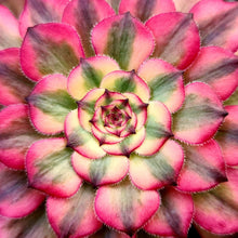 Load image into Gallery viewer, Aeonium 'Meiya'