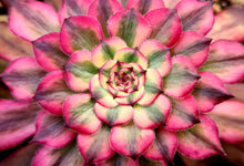 Load image into Gallery viewer, Aeonium 'Meiya'