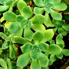 Load image into Gallery viewer, Aeonium haworthii