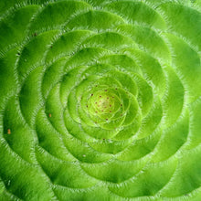 Load image into Gallery viewer, Aeonium Taubliforme
