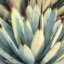 Load image into Gallery viewer, Agave macroacantha
