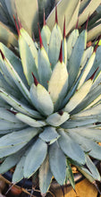 Load image into Gallery viewer, Agave macroacantha