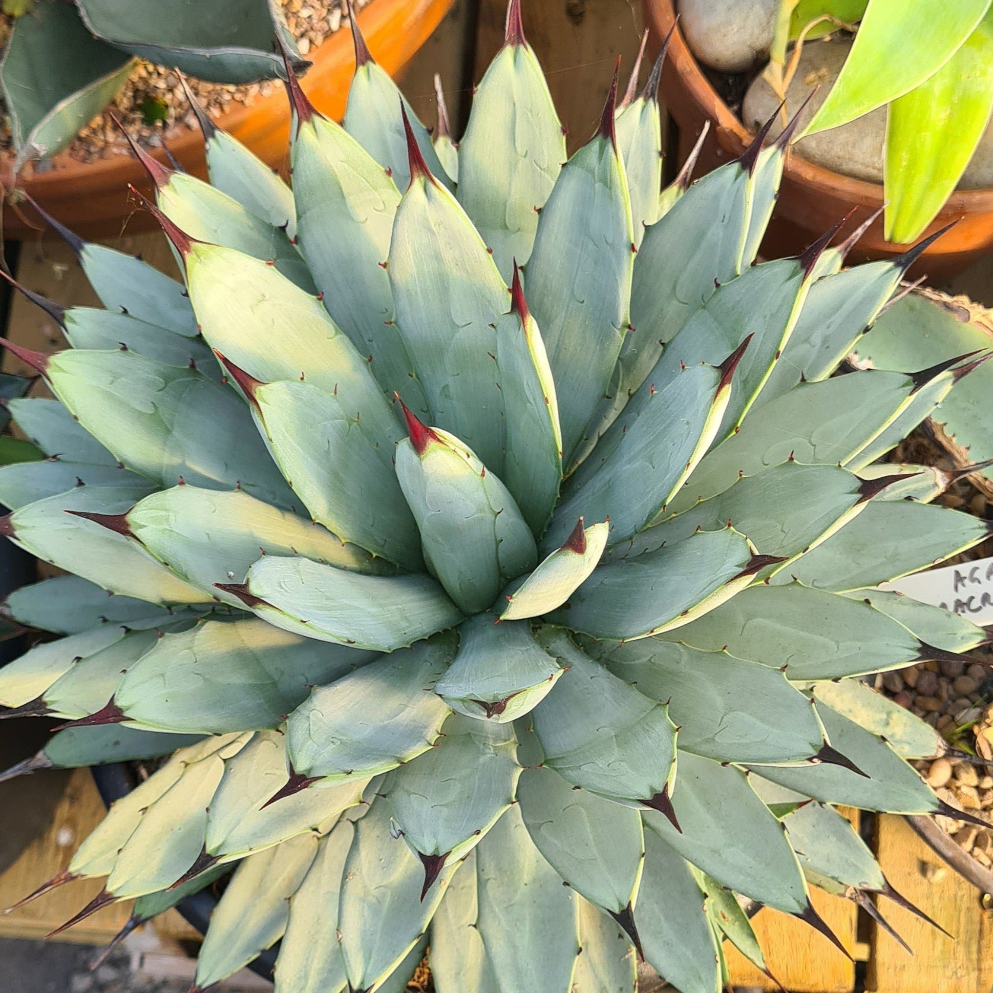 Agave potatorum✖️macroacantha【hybrid】230 file.jpg