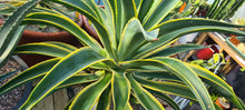 Load image into Gallery viewer, Agave desmettiana variegata