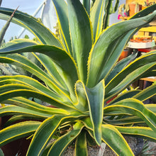 Load image into Gallery viewer, Agave desmettiana variegata