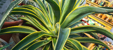 Load image into Gallery viewer, Agave desmettiana variegata