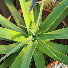 Load image into Gallery viewer, Agave bracteosa 'Squid Agave'