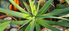 Load image into Gallery viewer, Agave bracteosa 'Squid Agave'