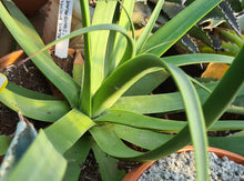 Load image into Gallery viewer, Agave bracteosa 'Squid Agave'
