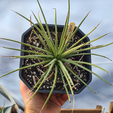 Load image into Gallery viewer, Agave stricta 'Hedgehog Agave'