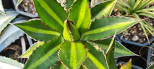 Load image into Gallery viewer, Agave lophanta