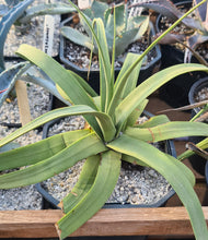 Load image into Gallery viewer, Agave bracteosa 'Squid Agave'