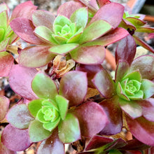 Load image into Gallery viewer, Aeonium 'Plum Thumb'