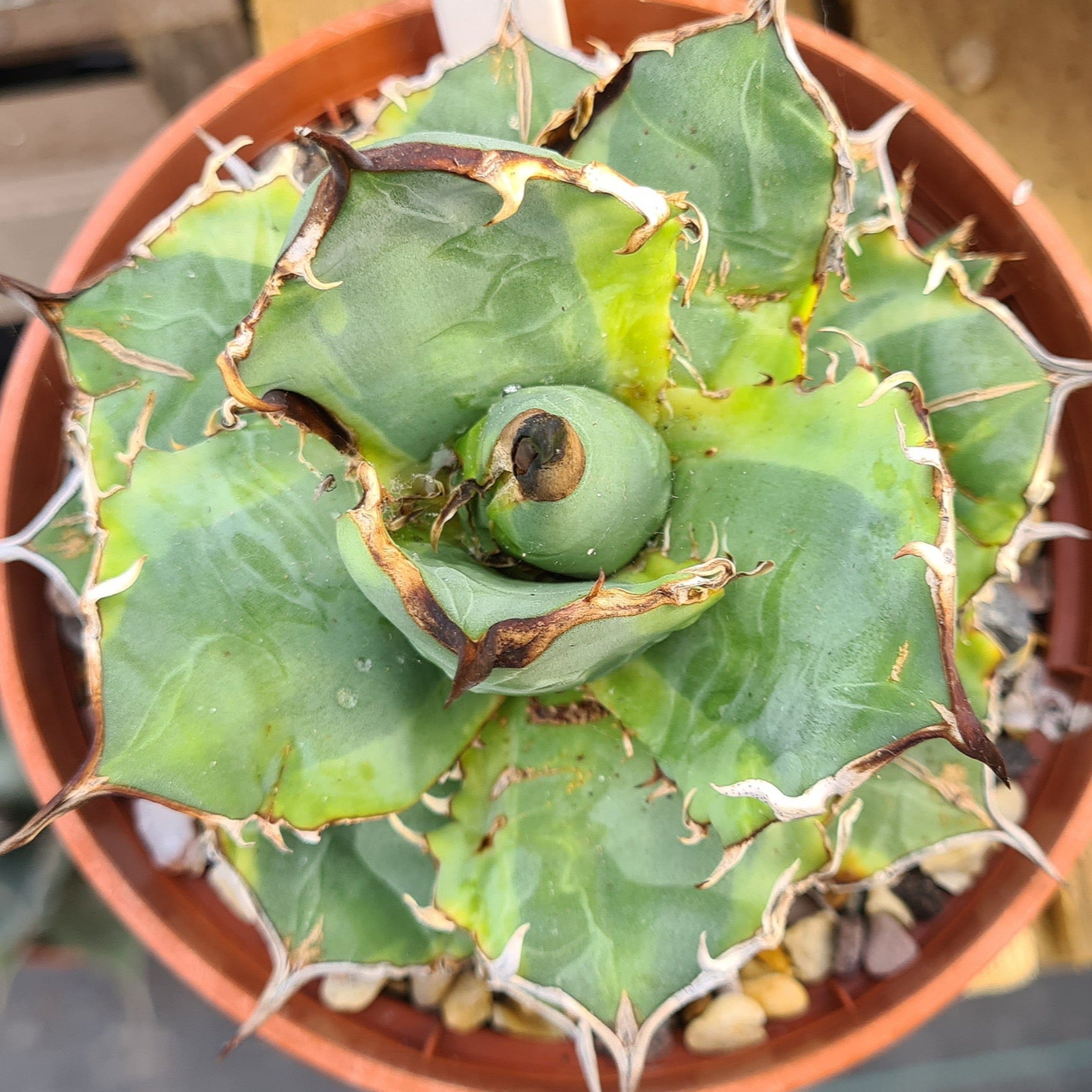 Agave titanota 'Genryu Kifukurin' – Coastal Succulents, Cacti