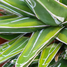 Load image into Gallery viewer, Agave victoriae-reginae var. marginata aurea 'Golden Princess Agave'