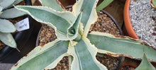 Load image into Gallery viewer, Agave gypsophylia 'Ivory Curls'