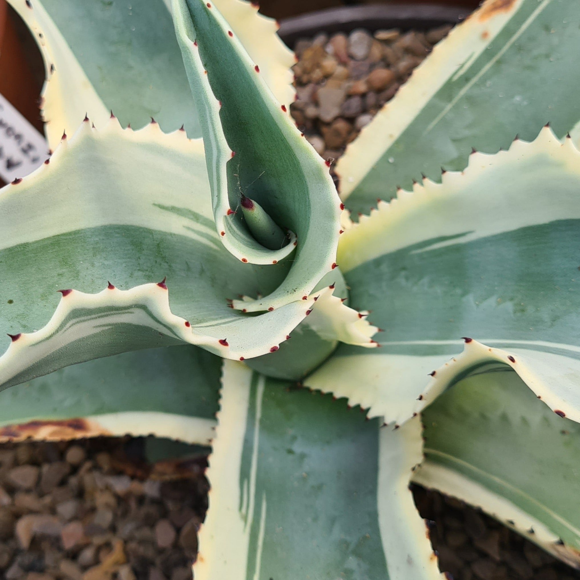 Agave gypsophylia 'Ivory Curls'
