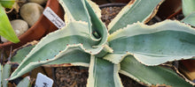 Load image into Gallery viewer, Agave gypsophylia 'Ivory Curls'