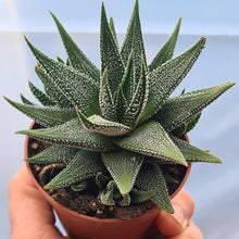 Load image into Gallery viewer, Haworthia fasciata 'concolor'