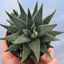 Load image into Gallery viewer, Haworthia fasciata 'concolor'