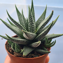 Load image into Gallery viewer, Haworthia fasciata 'concolor'